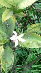 Citrus × aurantiifolia