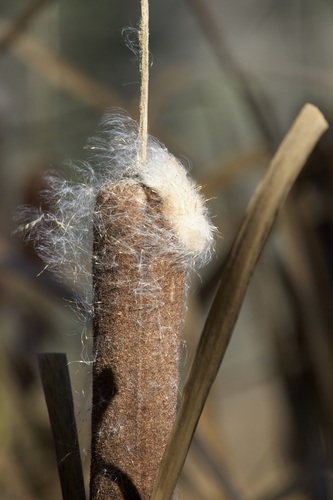 broadleaf cattail photograph by the iNaturalist community