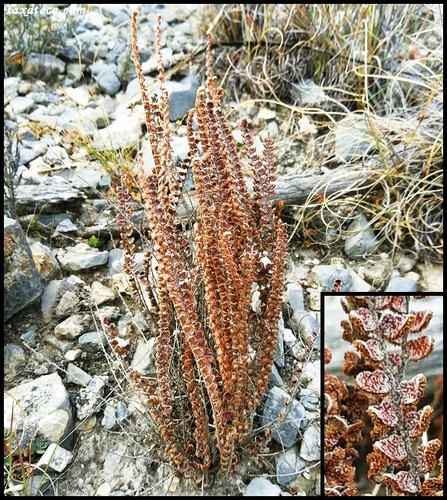 Astrolepis integerrima