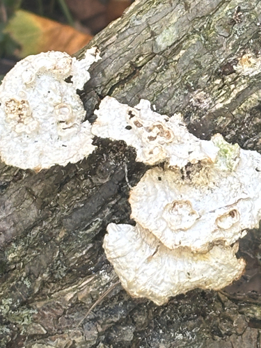 Poronidulus conchifer observed 2026-10-23