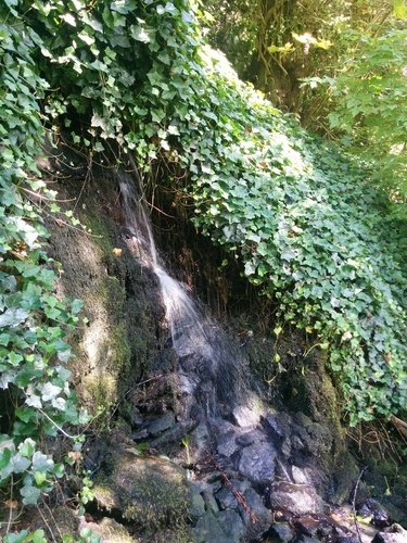 common ivy photograph by the iNaturalist community