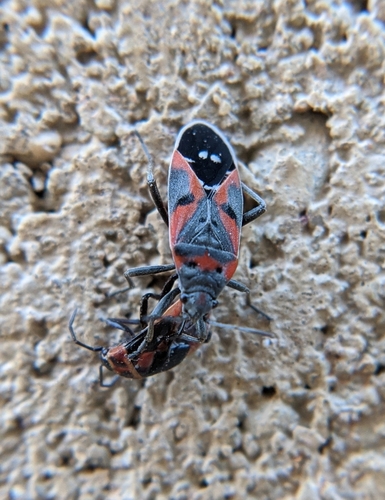 Small milkweed bug