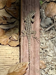 Sceloporus occidentalis