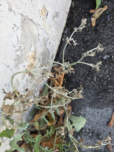 Senecio viscosus observed 2026-10-22