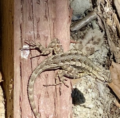 Sceloporus occidentalis