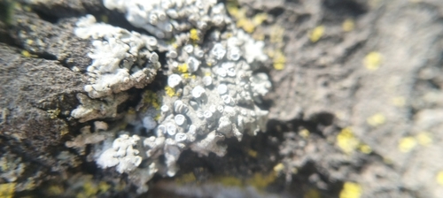 Frosted Rosette Lichen