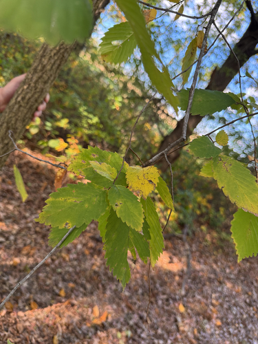 American elm photograph by the iNaturalist community