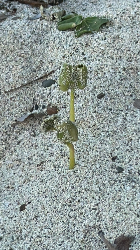 Avicennia germinans observed 2026-10-22