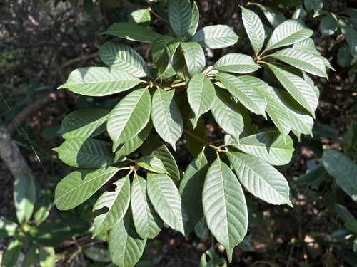 Lithocarpus corneus observed 2026-10-22