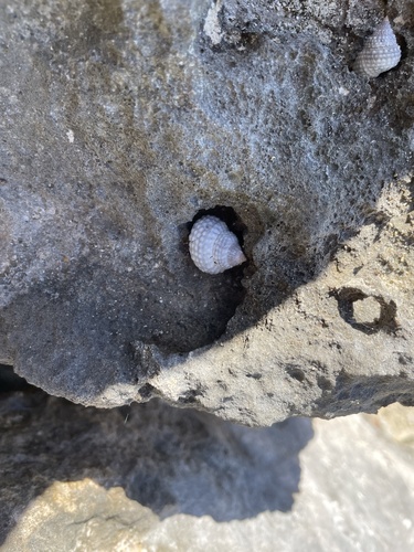 Tectarius muricatus, 2026-10-23