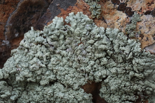 Frosted Rosette Lichen
