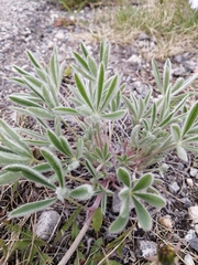 Lupinus kuschei