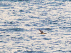 Leucocarbo bougainvillii