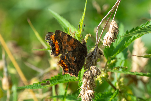 European Comma photograph by the iNaturalist community