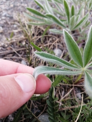 Lupinus kuschei