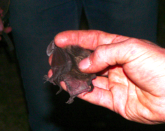 Idionycteris phyllotis