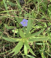 Linum pratense