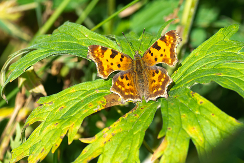 European Comma photograph by the iNaturalist community