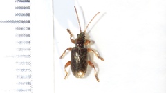 Plateumaris rufa