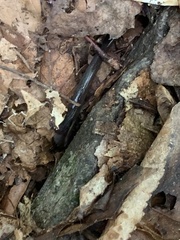 Plethodon cinereus