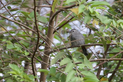 Gray Catbird photograph by the iNaturalist community