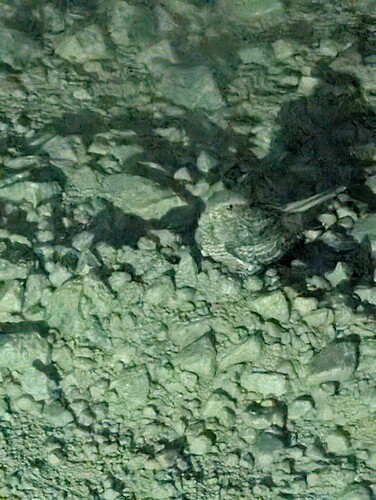 Common Nighthawk
