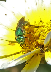Agapostemon