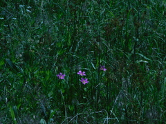 Cosmos bipinnatus