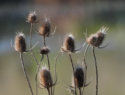 wild teasel photograph by the iNaturalist community