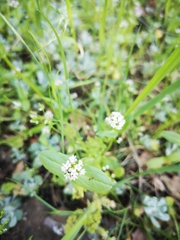 Plectritis macrocera