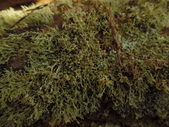 Ramalina petrina