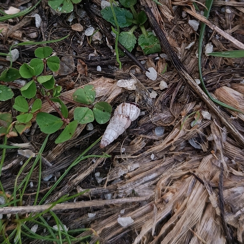 Cochlicella acuta observed 2026-10-23