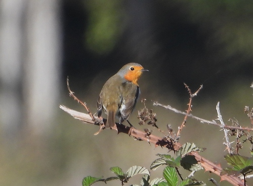 iNaturalist image
