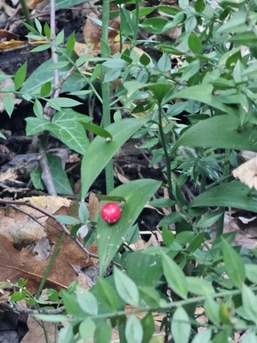 Hypoglossum observed 2026-10-22