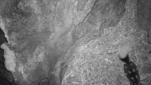 Western Spotted Skunk