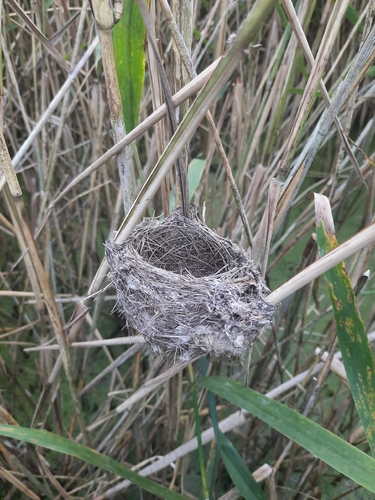 iNaturalist image