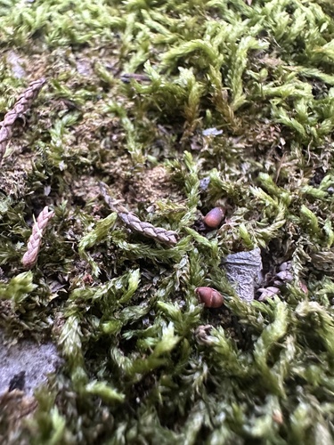 Entodon seductrix observed 2026-10-23