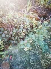 Arctostaphylos uva-ursi
