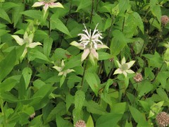 Monarda stipitatoglandulosa