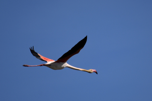 iNaturalist image