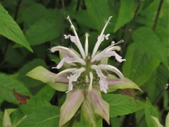 Monarda stipitatoglandulosa