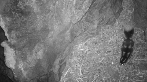 Western Spotted Skunk