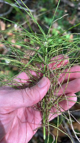 field horsetail photograph by the iNaturalist community