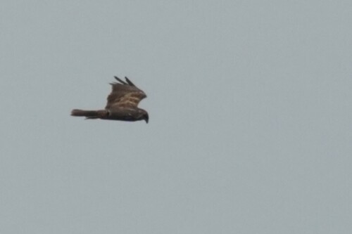iNaturalist image