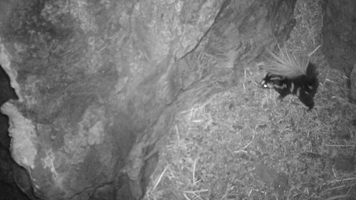 Western Spotted Skunk