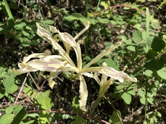 Iris tenuissima