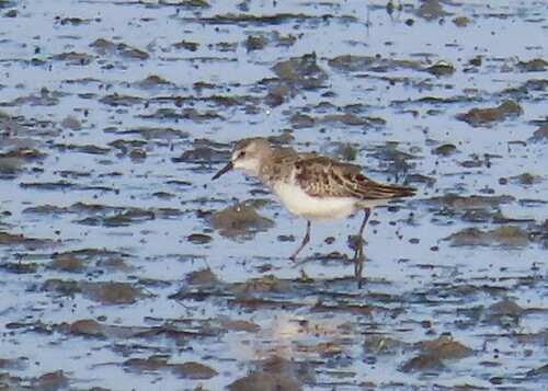 Calidris pusilla, 2026-10-23