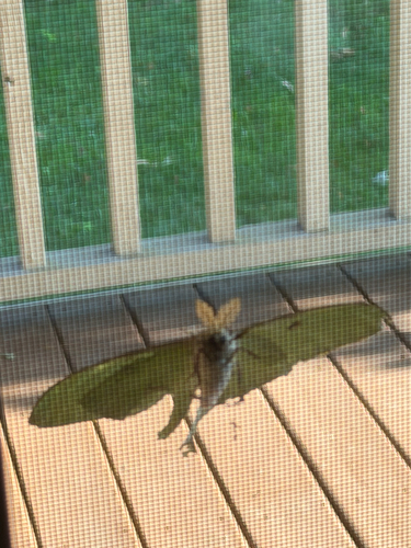 North American Luna Moth photograph by the iNaturalist community