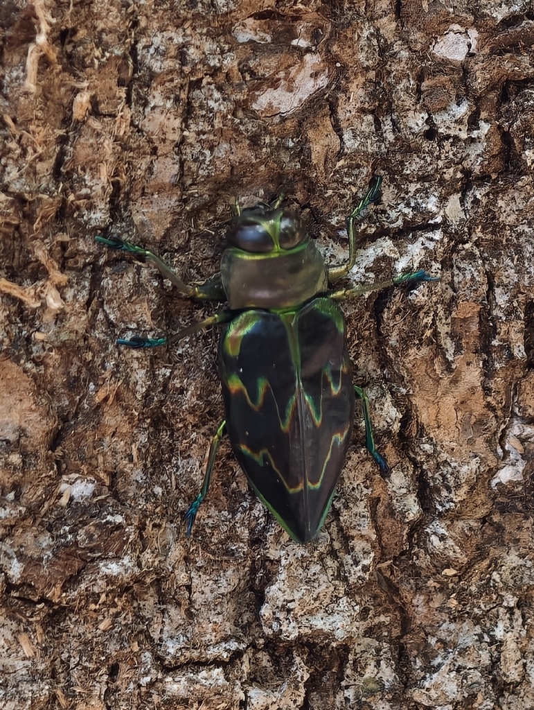 Actenodes versicolor