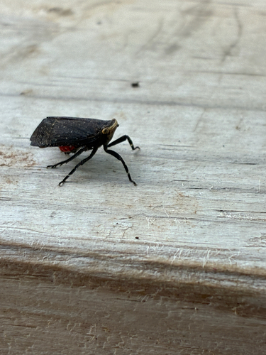 sumac speckled lanternfly